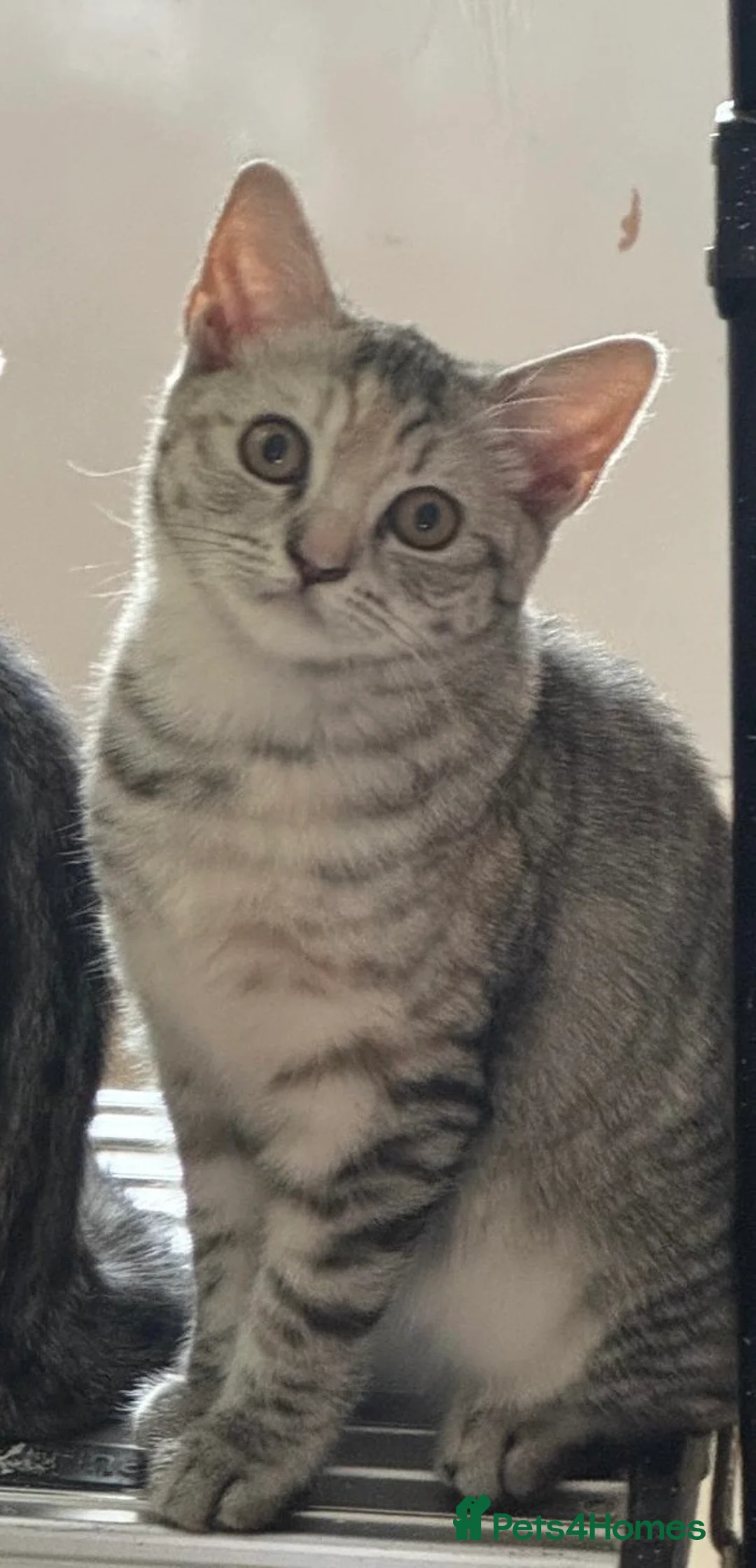 British Shorthair cats for sale: Beautiful Breeding Cat looking for Loving Home - Advert 1