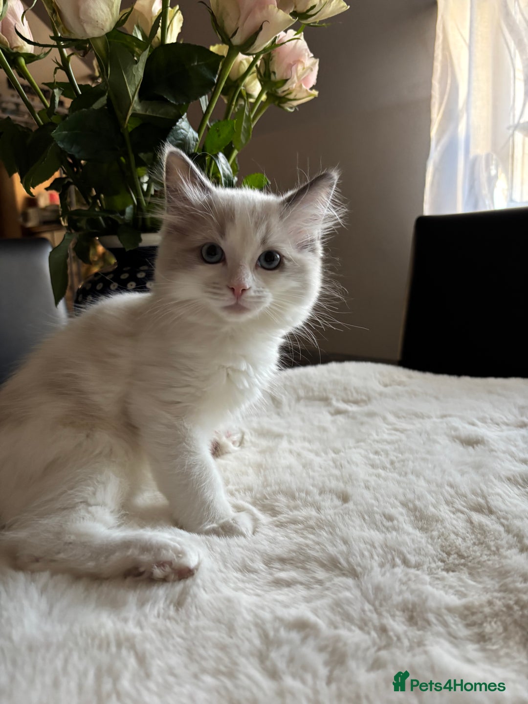 Ragdoll cats for sale: NEW LITTER AVAILABLE Ragdoll Kittens💙💕💙💕  - Advert 8