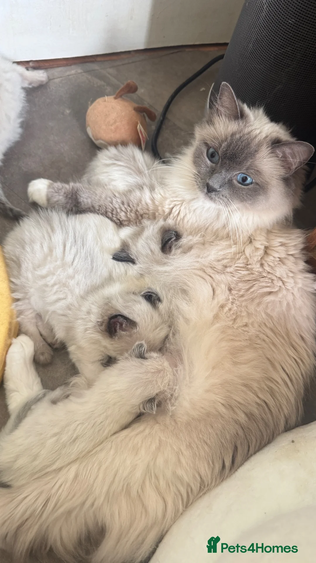 Ragdoll cats for sale: Pure Sealpoint / Bluepoint Mitted Lynx Ragdoll  - Advert 28