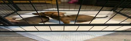 Miniature Dachshund dogs for sale: Miniature dachshund puppies - Advert 4