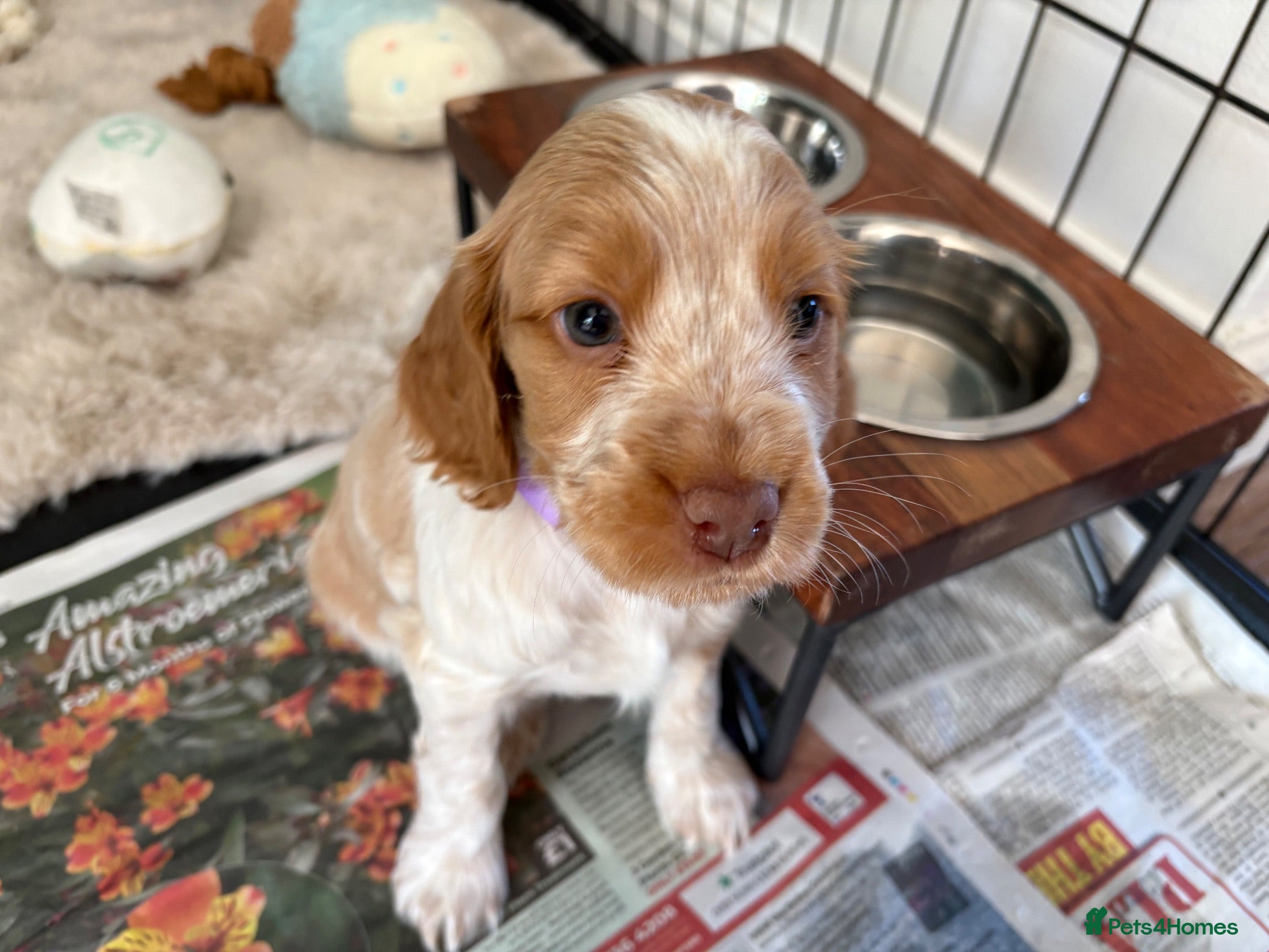 Cocker Spaniel dogs KC Reg, Show Cocker Spaniel pups, 100% clear - Advert 2