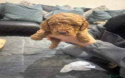 Cavapoo dogs for sale: 7 gorgeous F1b Cavapoo Puppies (4 girls & 3 boys)  - Image 8