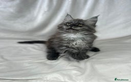 Maine Coon cats for sale: TICA REGISTERD MAINCOON KITTEN’S ⭐️ - Image 9