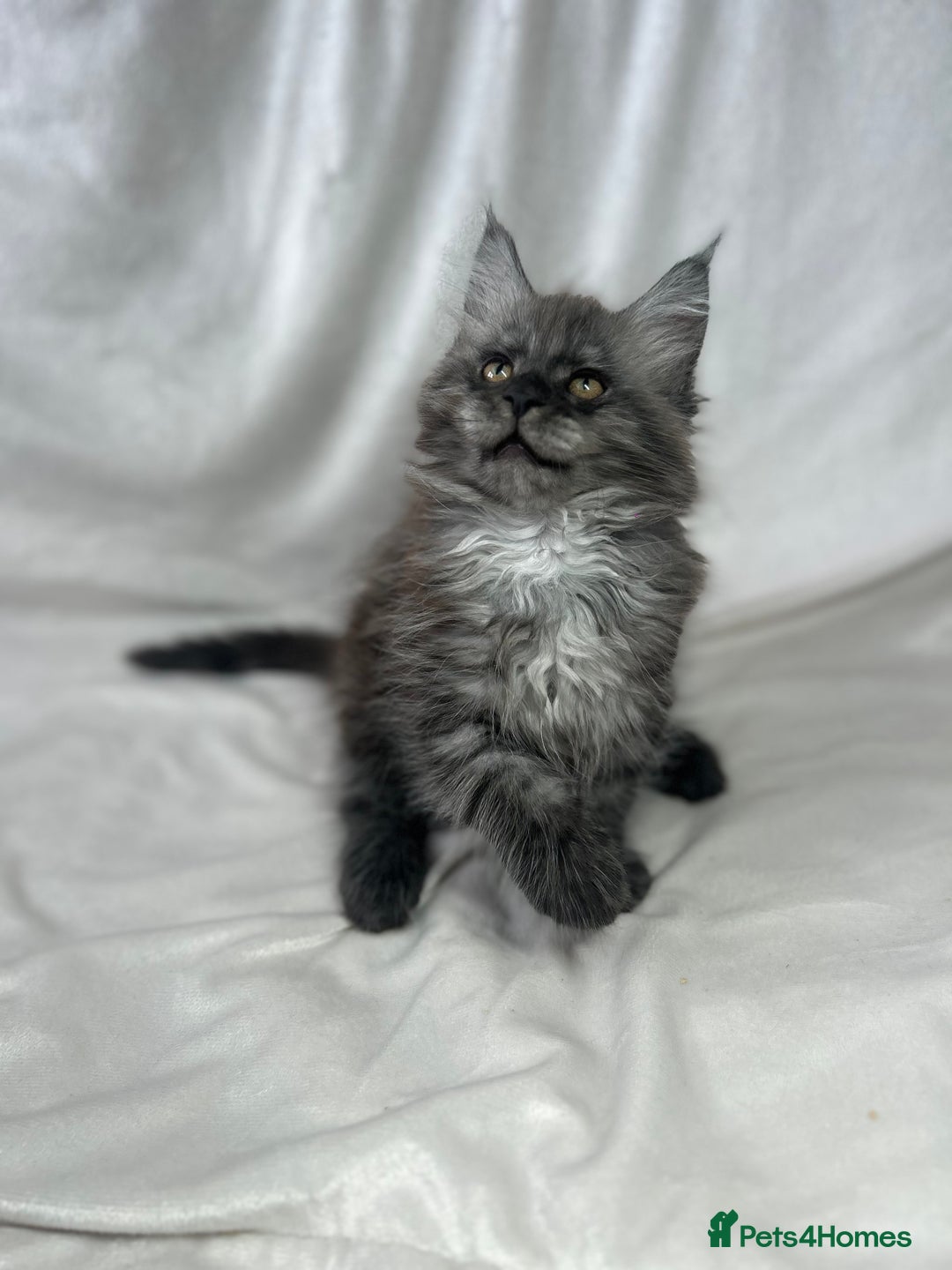 Maine Coon cats for sale: TICA REGISTERD MAINCOON KITTEN’S ⭐️ - Image 9