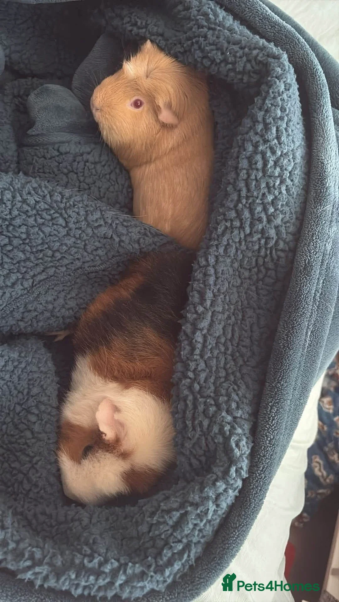 Guinea Pig rodents for sale: Guinea pigs in Blackpool - Advert 2