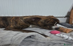 Staffordshire Bull Terrier dogs for sale: Rolo NEED URGENTLY GONE - Image 2