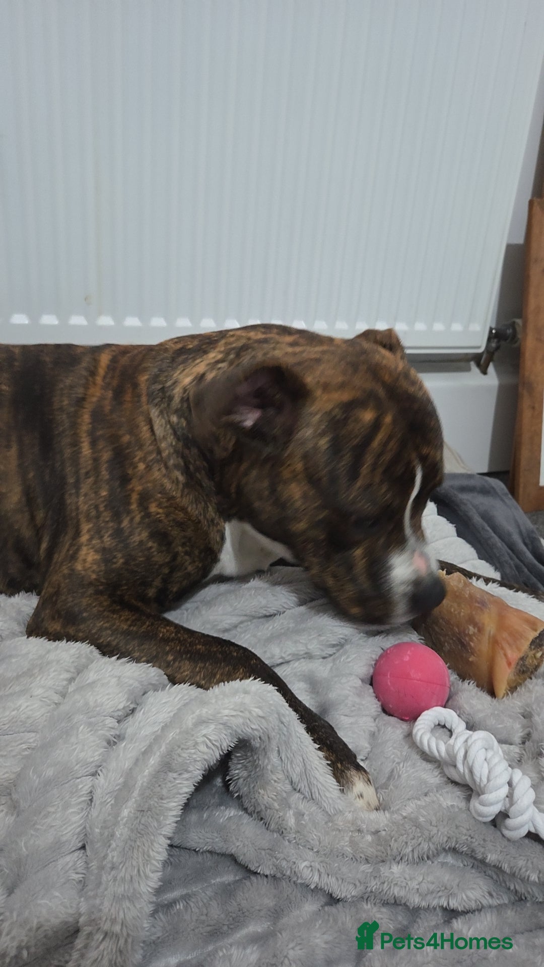 Staffordshire Bull Terrier dogs for sale: Rolo NEED URGENTLY GONE - Image 2