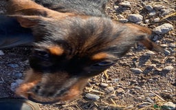 Dachshund dogs for sale: Mini wirehaired dachshund puppys Dad kc registered in Northampton - Image 12