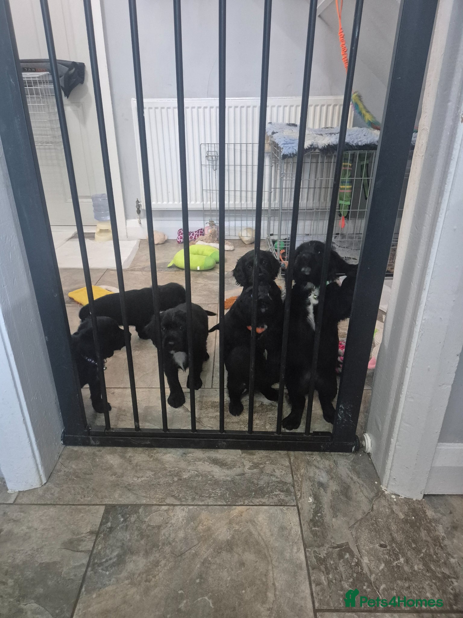 Cocker Spaniel dogs Working cocker pups  - Advert 1