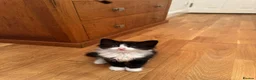 Mixed Breed cats for sale: girl kitten - Advert 3