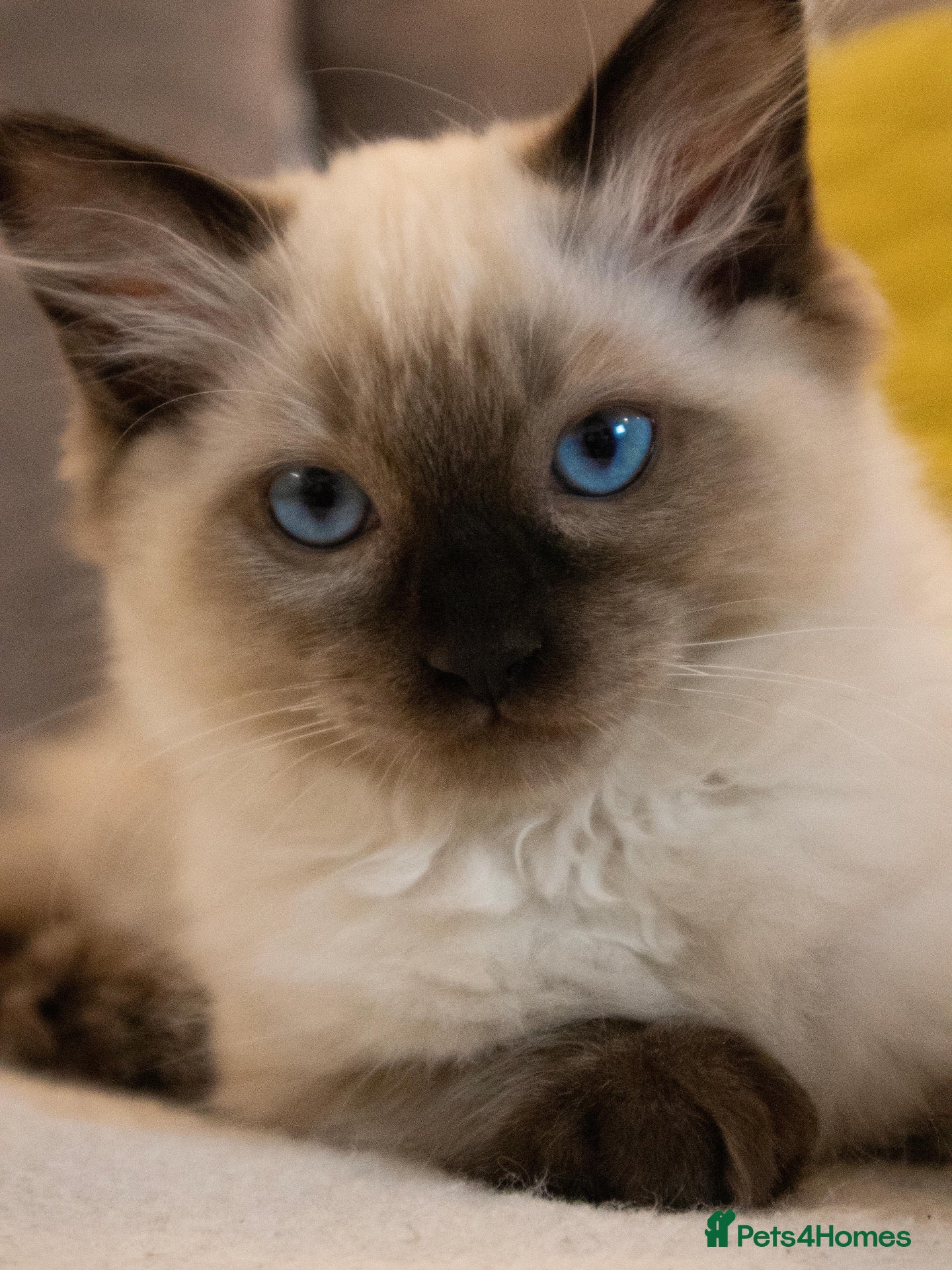 Ragdoll cats Adorable, Purebred GCCF Registered Ragdoll Kittens - Advert 2
