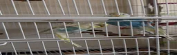 Budgerigars birds for sale: 3 male budgies with cage & toys - Advert 13
