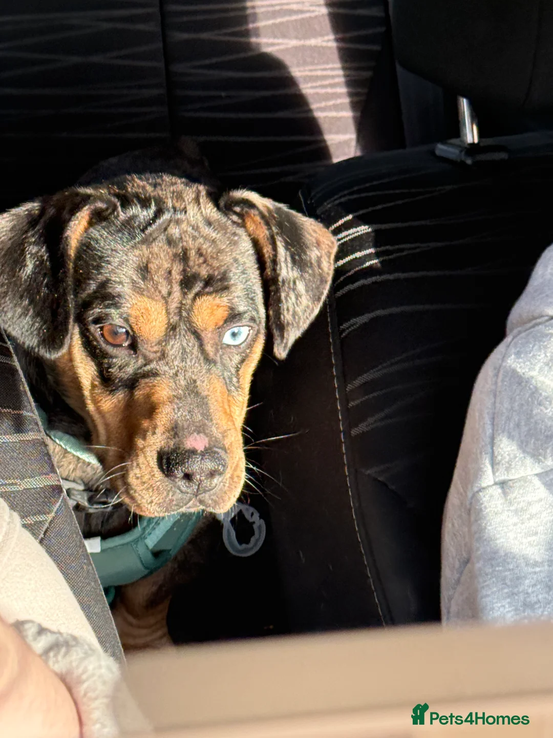 Mixed Breed dogs for sale: Dachshund cross frenchie male - Advert 2