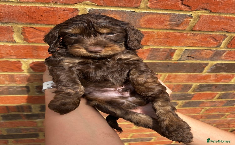 Cockapoo dogs - Advert 2