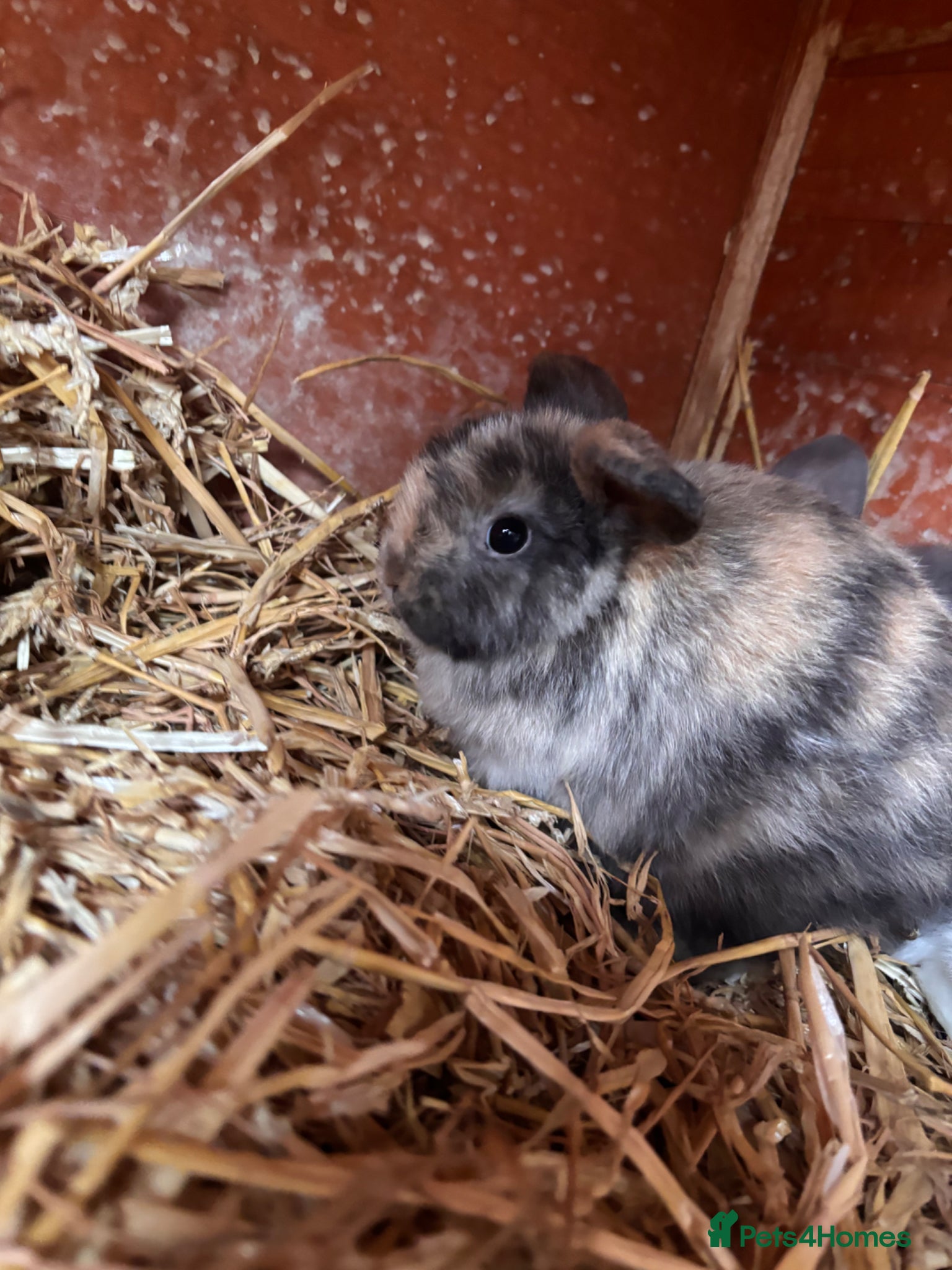 Mini Lop rabbits for sale: 2 beautiful baby’s rabbits for sale  - Advert 2