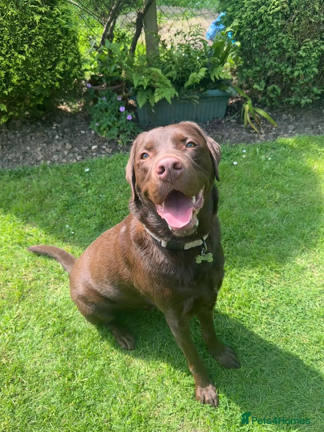 Labrador Retriever dogs for stud: KC REGISTERED LABRADOR STUD  in Worcester - Advert 14