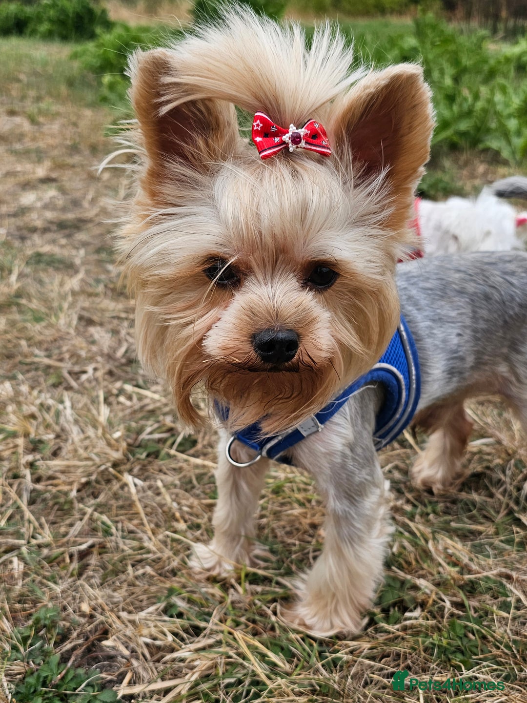 Yorkshire Terrier dogs for stud: YORKSHIRE TERRIER 🐶FULL KC REG.🐶 in London - Image 2
