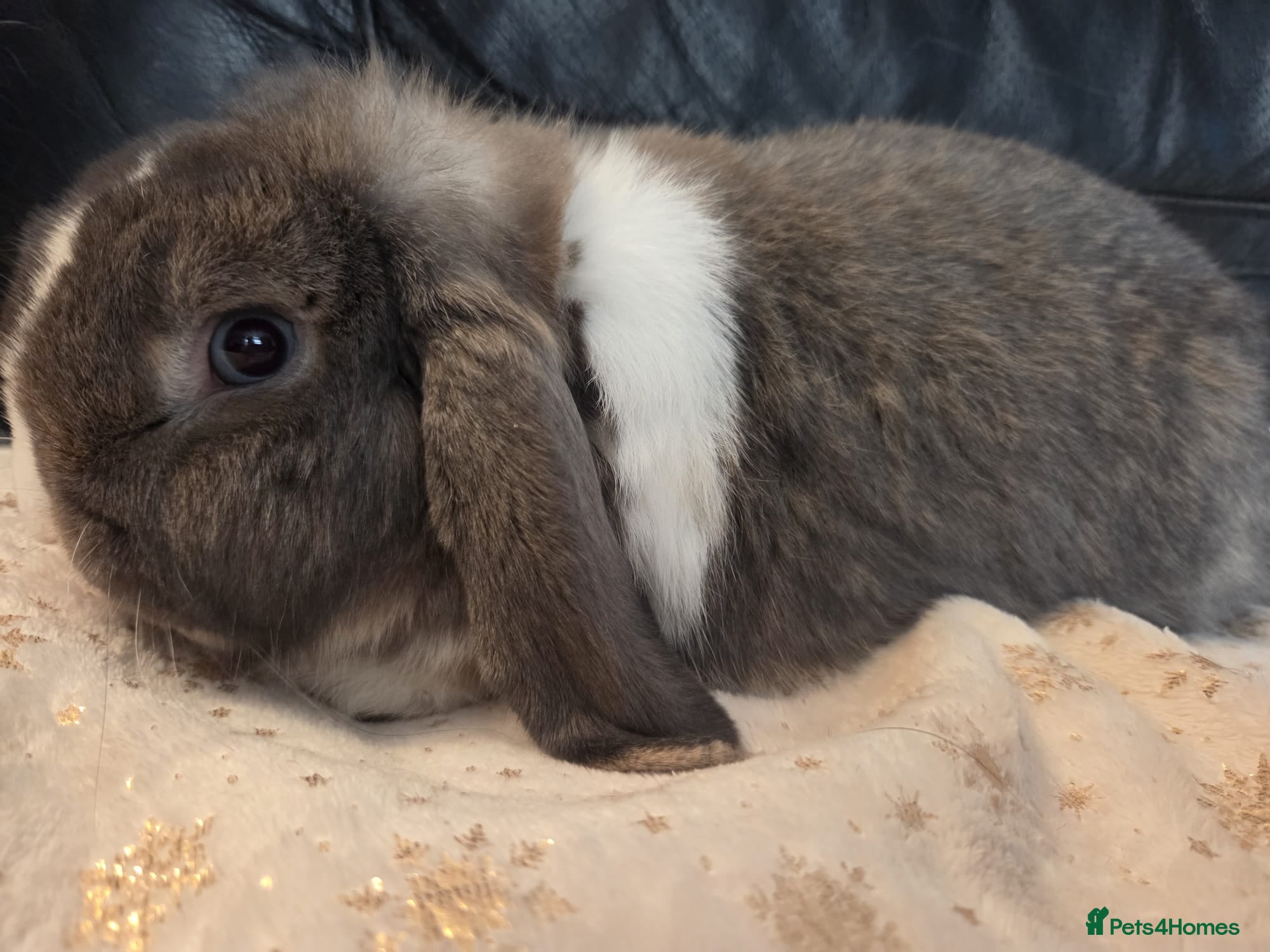 Mini Lop rabbits Male grey mini lop rescue rehome  - Advert 3