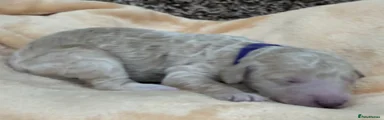Double Doodle Puppy 2 - Purple collar 