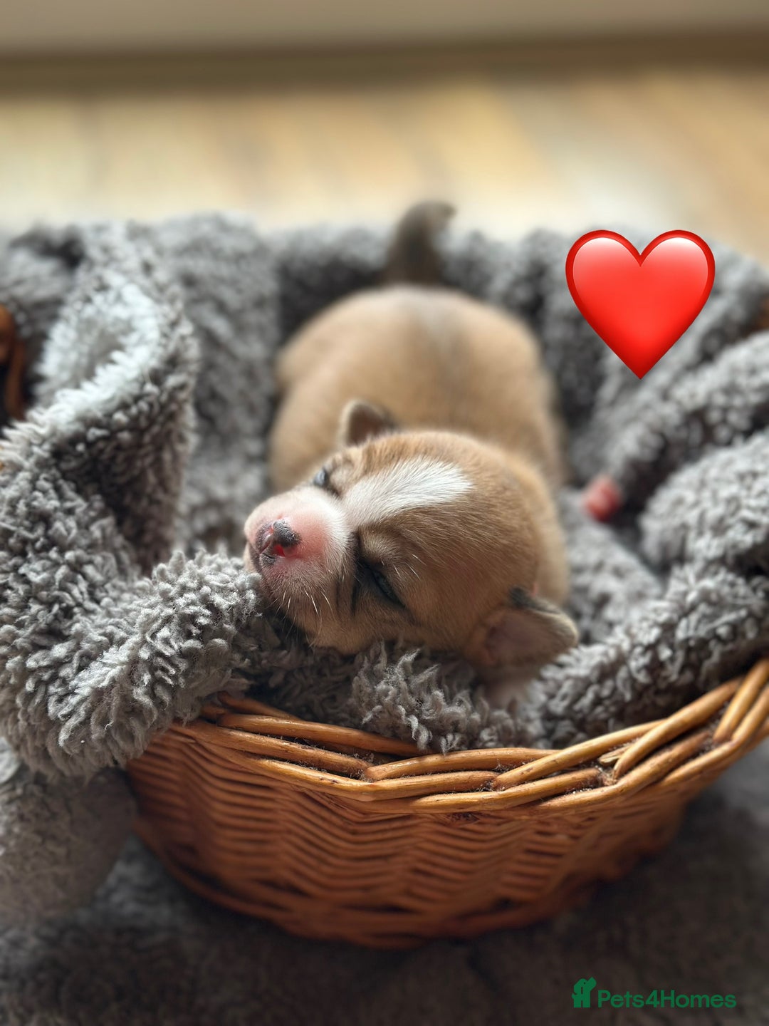 Chihuahua dogs for sale: 6 Gorgeous Chihuahua Puppies 🐶💙🩷🩷🩷🩷💙  - Image 7