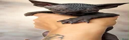 Sphynx cats for sale: Canadian sphynx kittens  - Advert 23