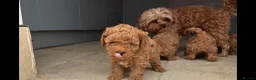 Cavapoo dogs for sale: Cavapoo f1b pups  - Advert 4