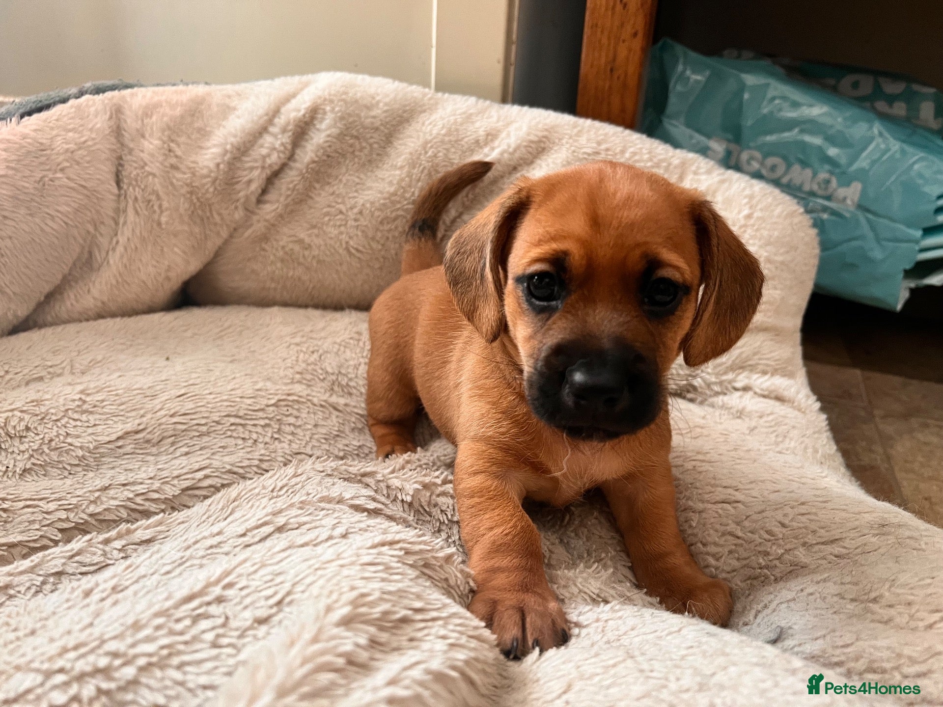Mixed Breed dogs Miniature Daschund x 1/8th Border Terrier Puppies - Advert 2