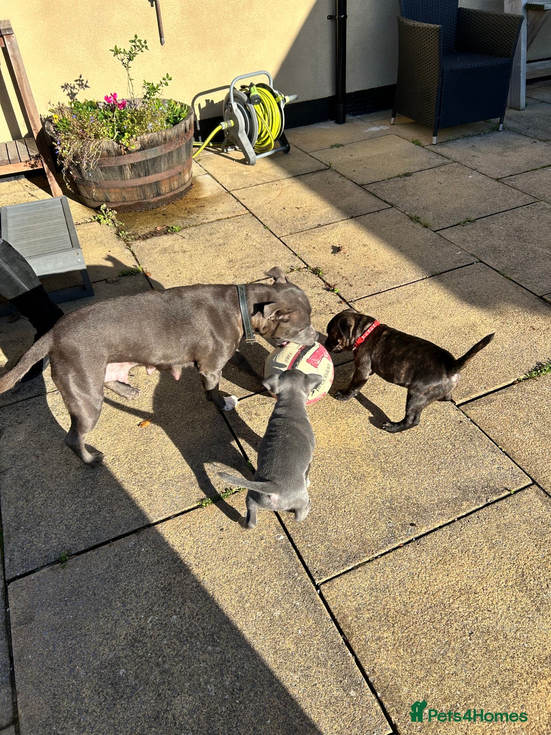 Staffordshire Bull Terrier dogs for sale: Staffordshire Bull Terrier puppy - Advert 6