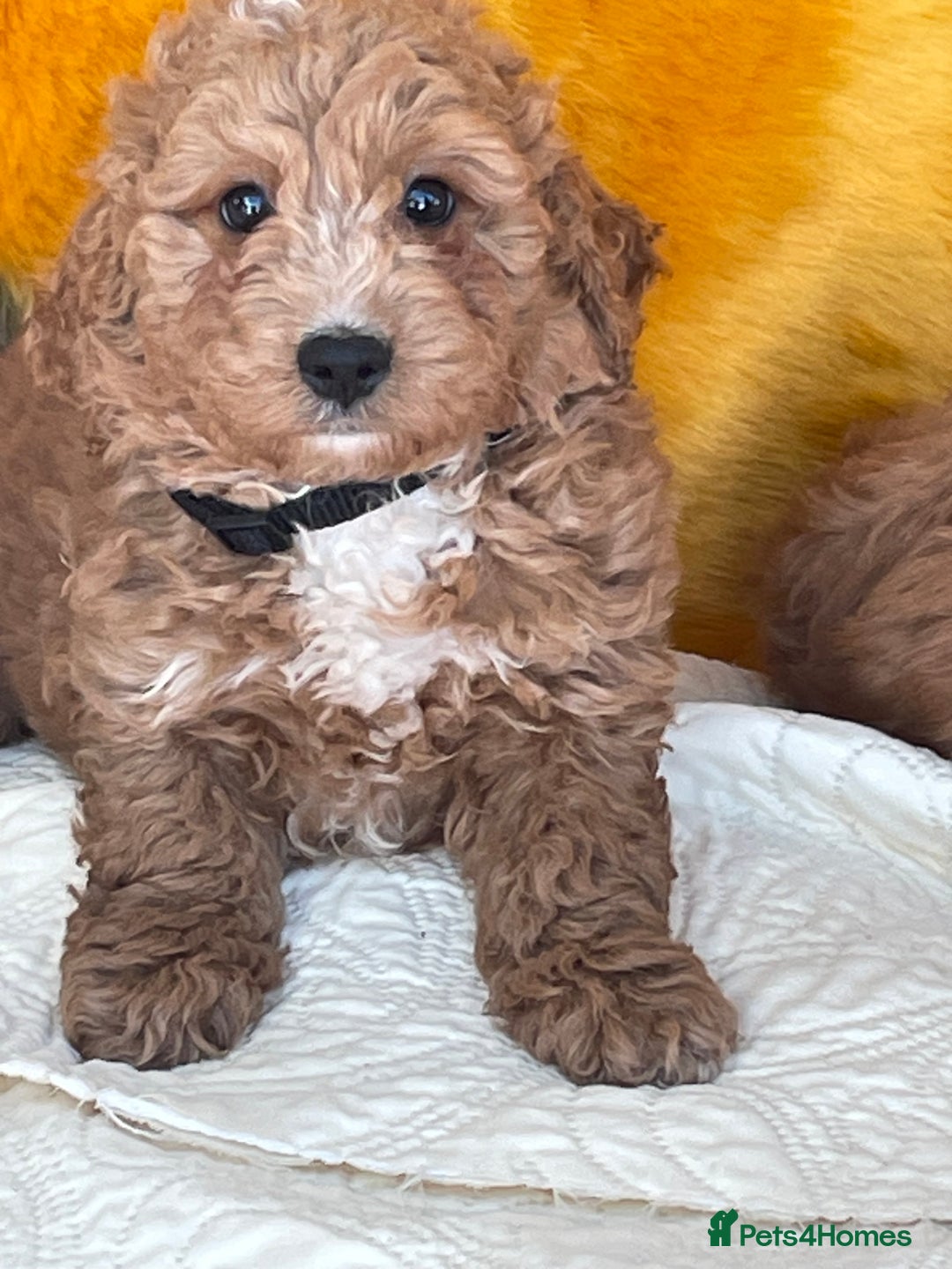 Cavapoo dogs for sale: Wonderful boys and girl  - Image 4