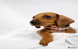 Dachshund dogs for sale: Standard champion bred dachshunds  - Image 5