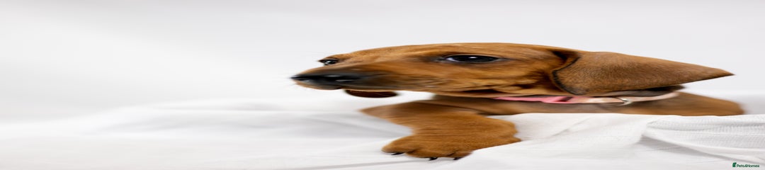 Dachshund Puppy 6