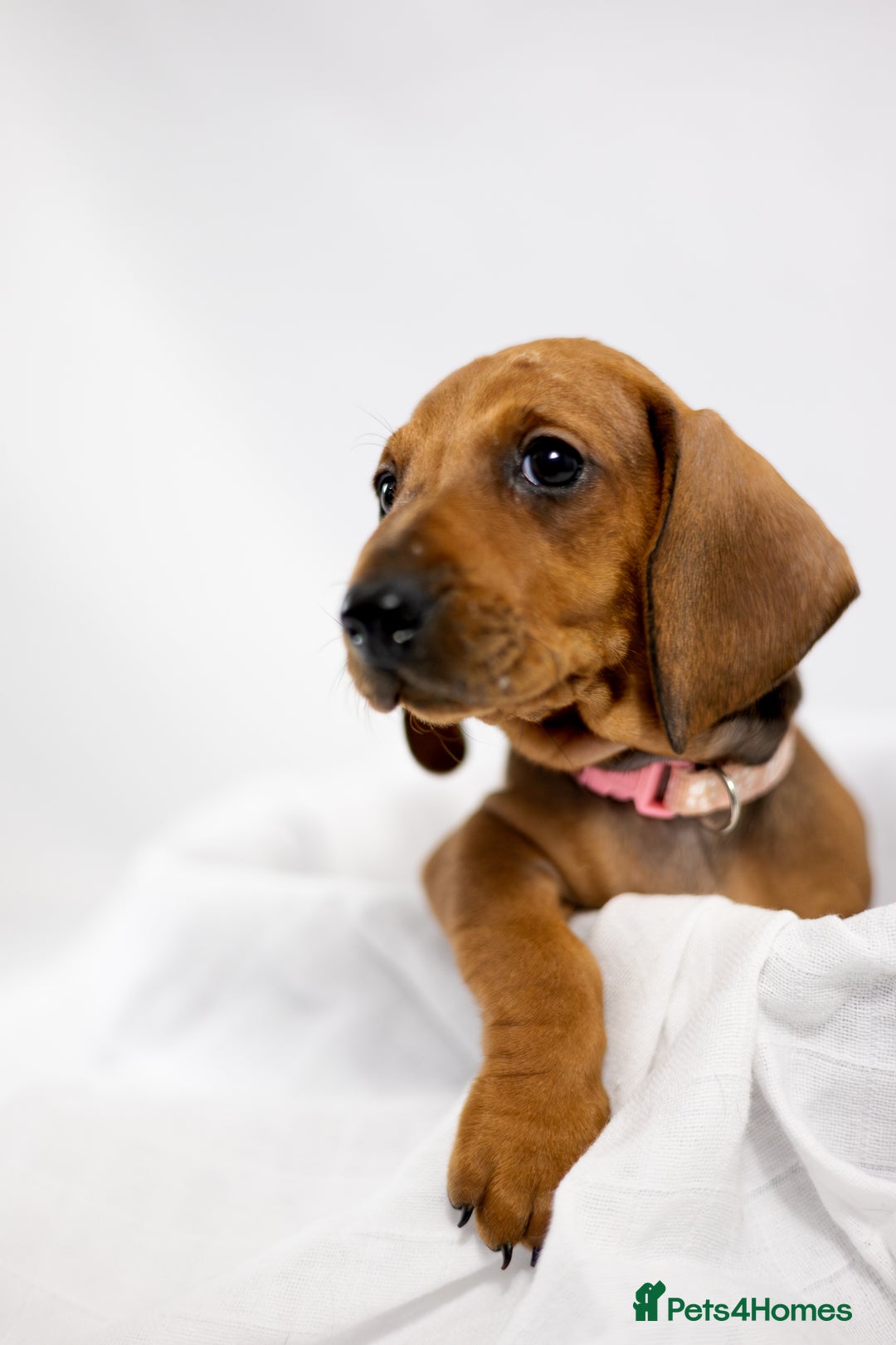 Dachshund dogs for sale: Standard champion bred dachshunds  - Image 5