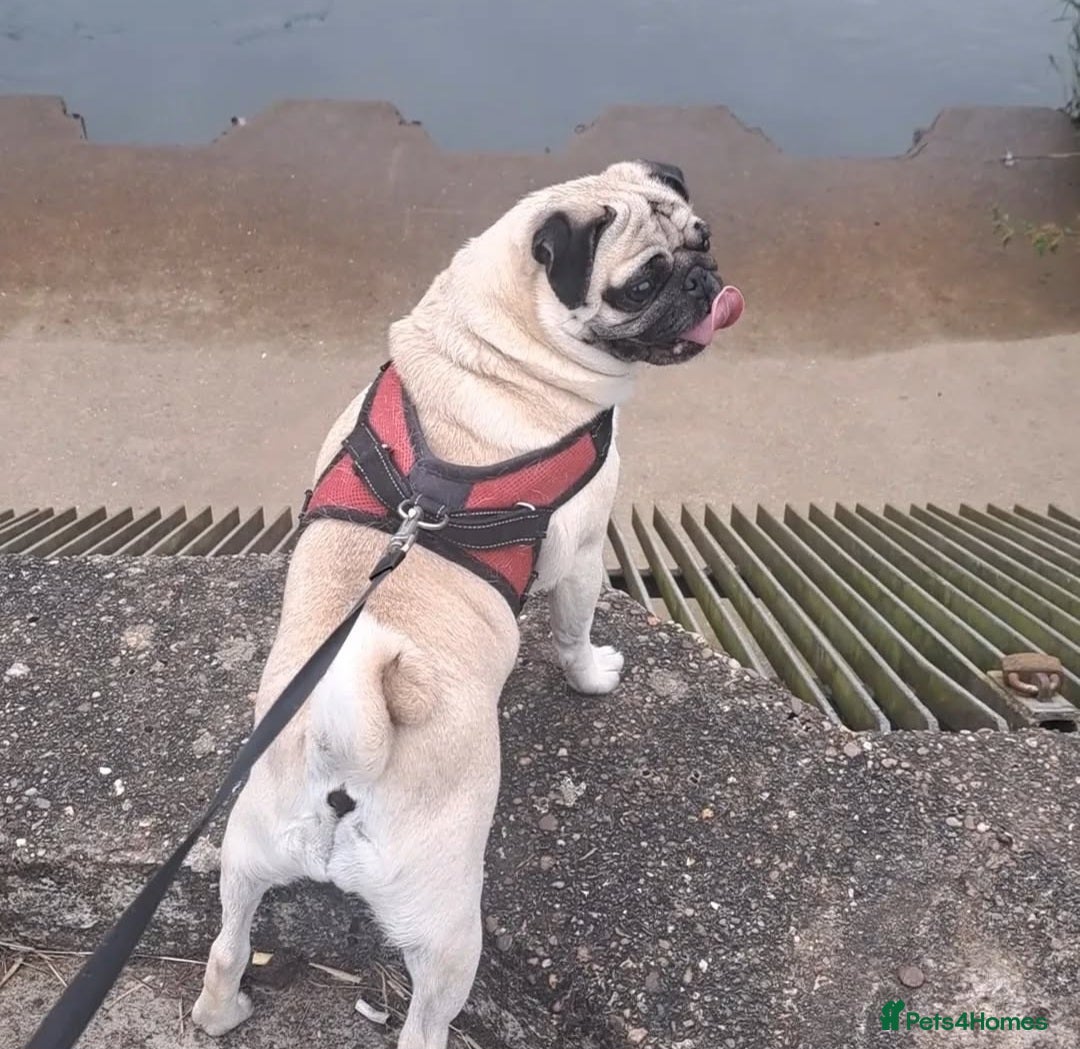 Pug dogs for sale:  🐾 Adorable Pug Looking for a New Home! 🐾 - Advert 2