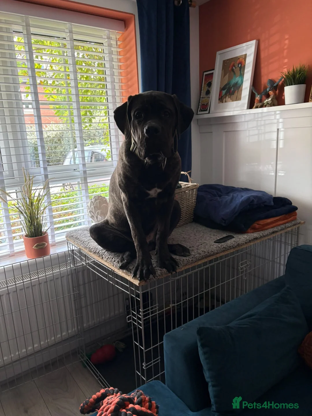 Cane Corso dogs for sale: Bruce in Leicester - Advert 2