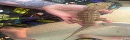 Dragon reptiles for sale: Rankin dragon 2 years old for sale  - Advert 3