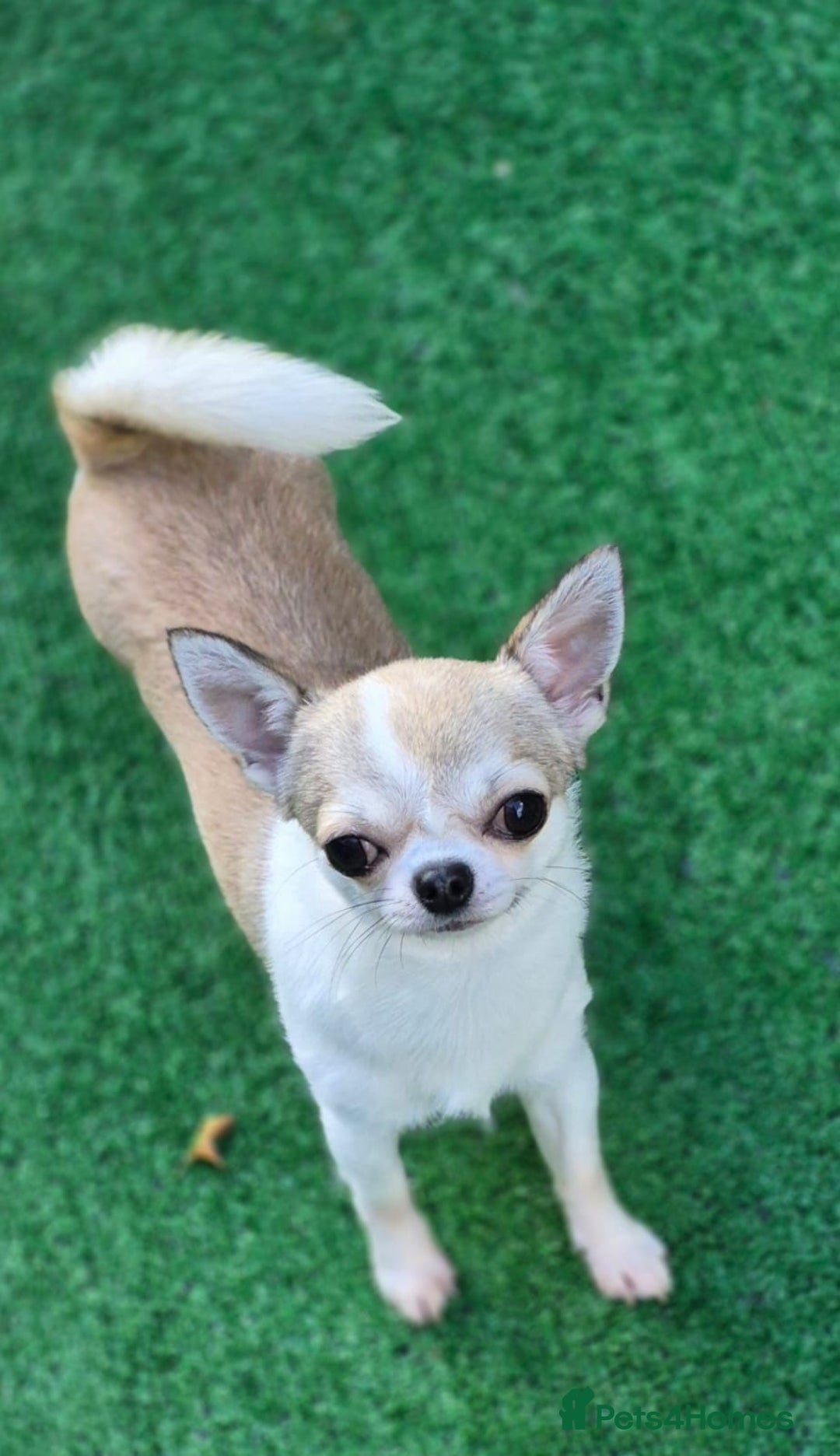 Chihuahua dogs for sale: Beautiful Tiny Young Male Chihuahua AVAILABLE. - Image 11
