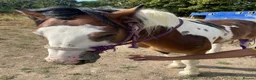 Irish Cob horses for sale: Irish cob in Pulborough - Advert 4