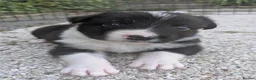Border Collie dogs for sale: Border Collie Puppies  - Advert 19