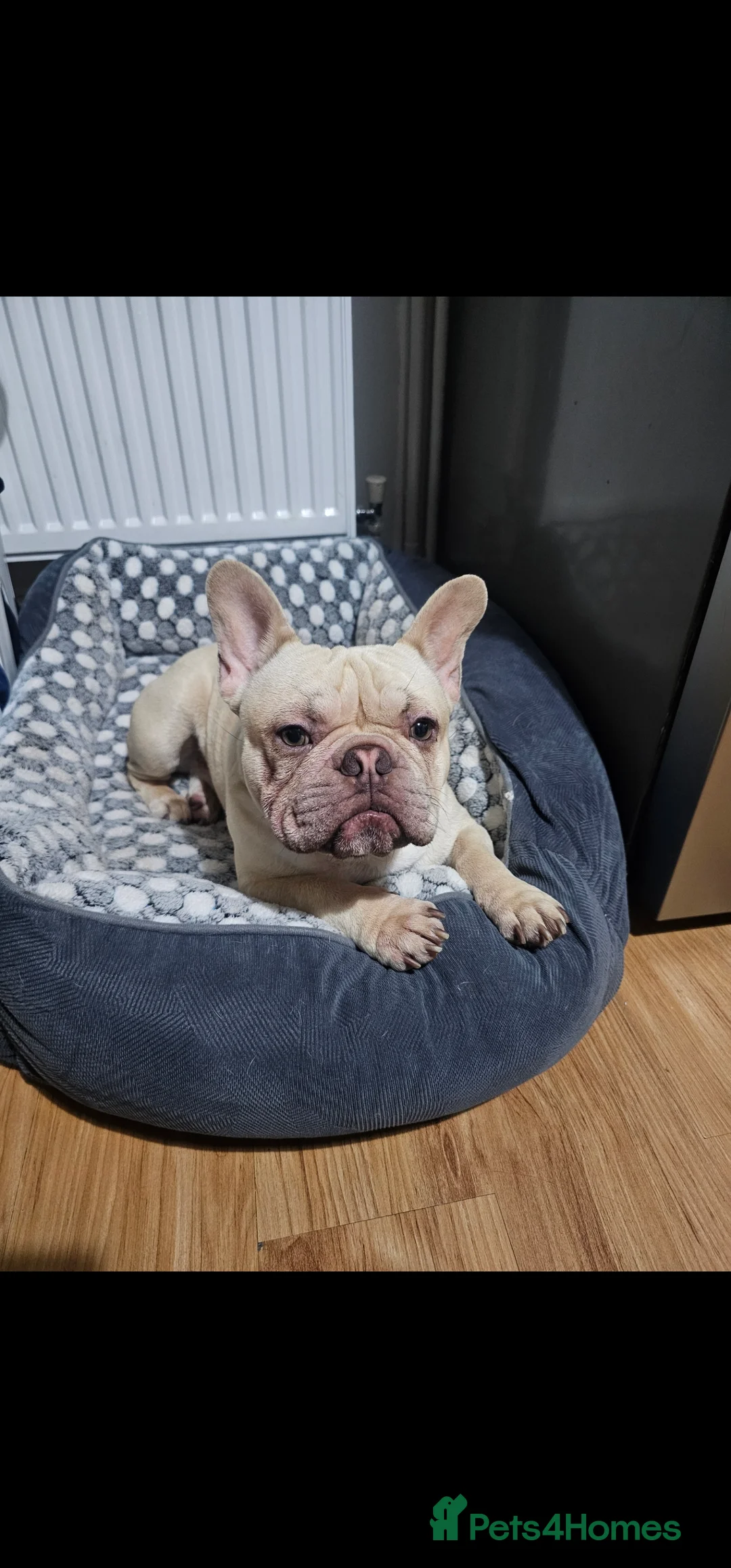 French Bulldog dogs for sale: French Bulldog for sale - Advert 5