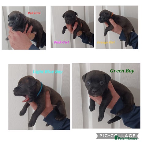 Staffordshire Bull Terrier dogs - Advert 2