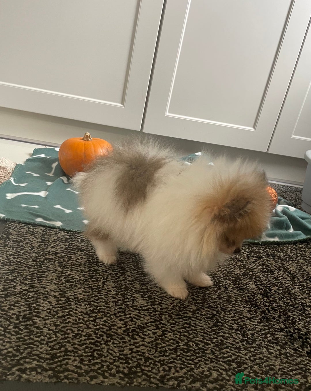 Pomeranian dogs for sale: Fluffy Pomeranian puppies - Image 5