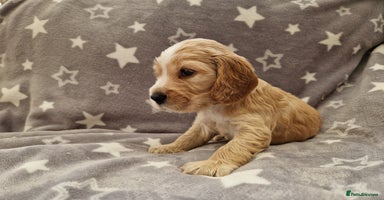 Cocker Spaniel dogs - Advert 13