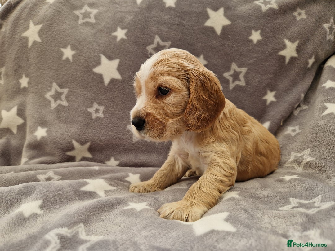Cocker Spaniel dogs for sale: Pedigree English Show Cocker Spaniel Puppies - Image 3
