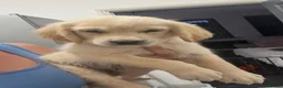 Golden Retriever dogs for sale: Stunning golden retrievers  - Advert 10