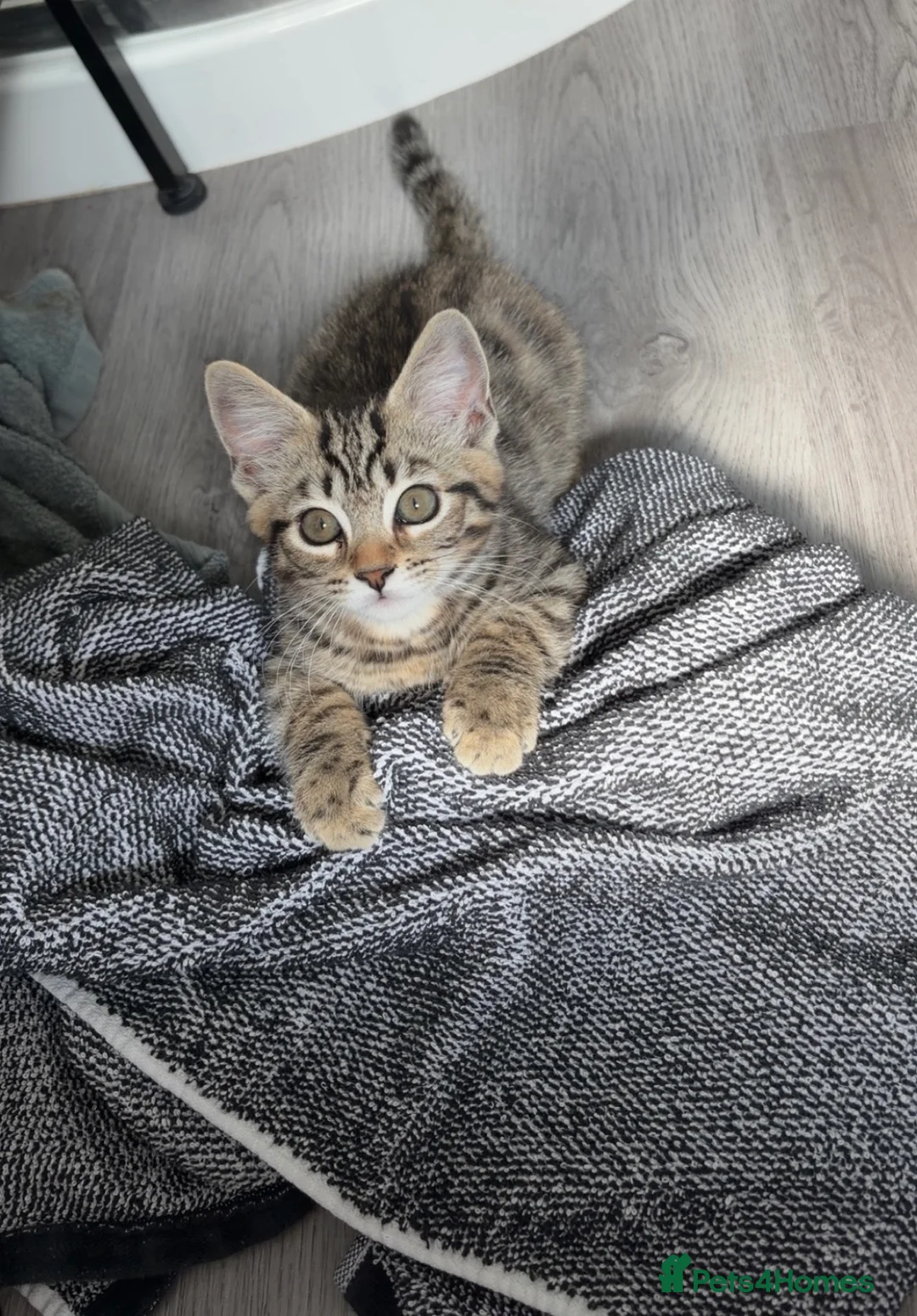 Mixed Breed cats for sale: Female Tabby kitten  - Advert 1