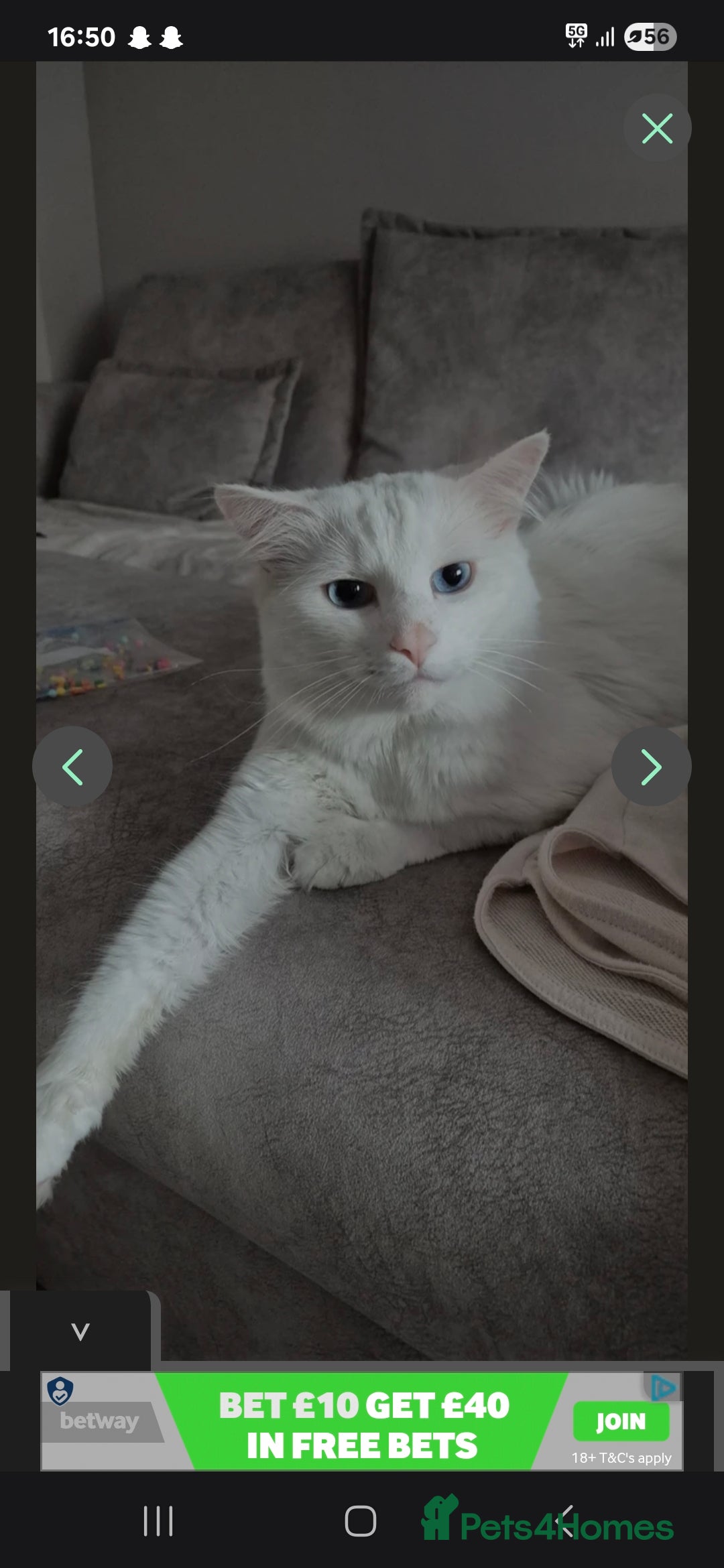 Turkish Angora cats Lovely cat looking for new home - Advert 2