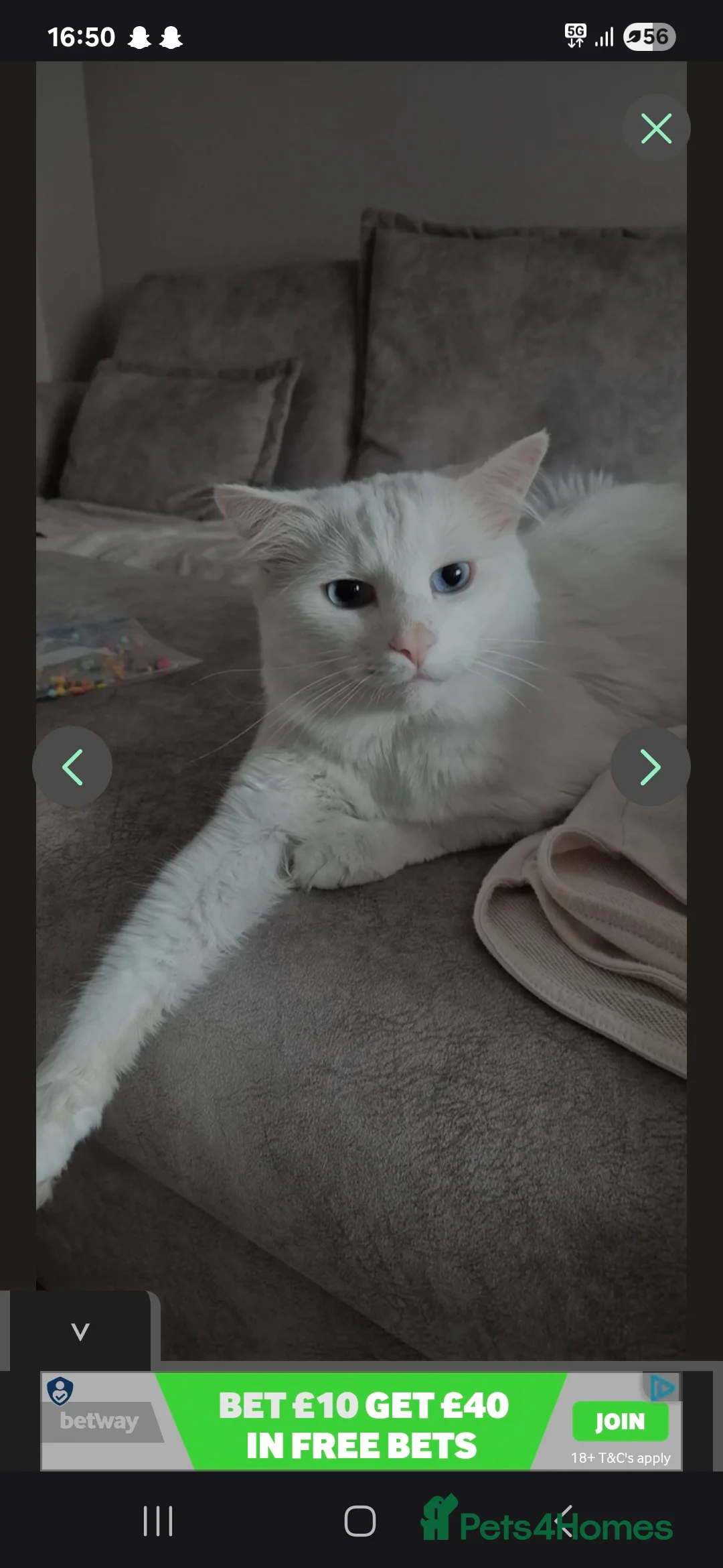 Turkish Angora cats for sale: Lovely cat looking for new home - Advert 1