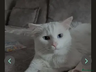 Turkish Angora cats Lovely cat looking for new home - Advert 8