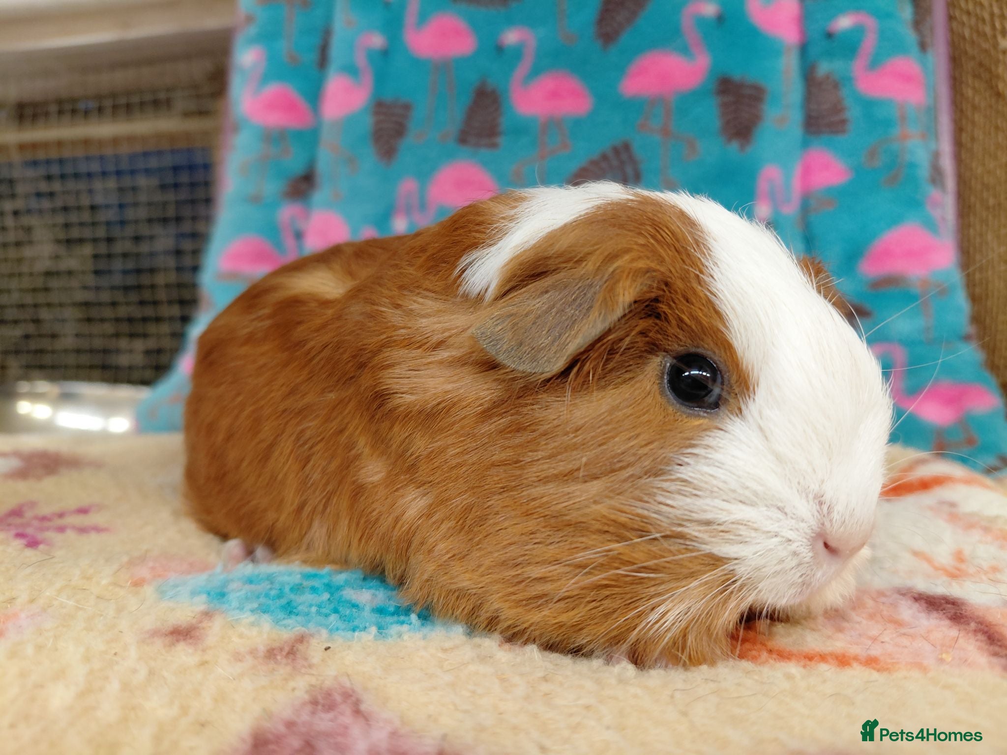 Guinea Pig rodents Baby Boars In Different Breeds  - Advert 21
