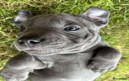 Staffordshire Bull Terrier dogs for sale: 💥READY TO LEAVE NOW 💥 PURE BLUE STAFFS PUPS🩵 in Barnsley - Image 30